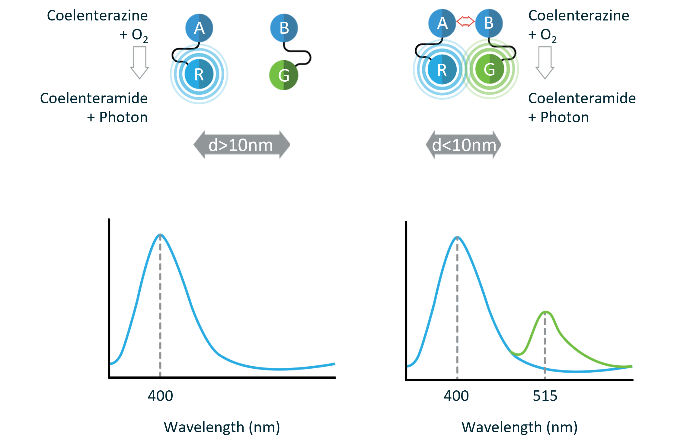 BRET principle 