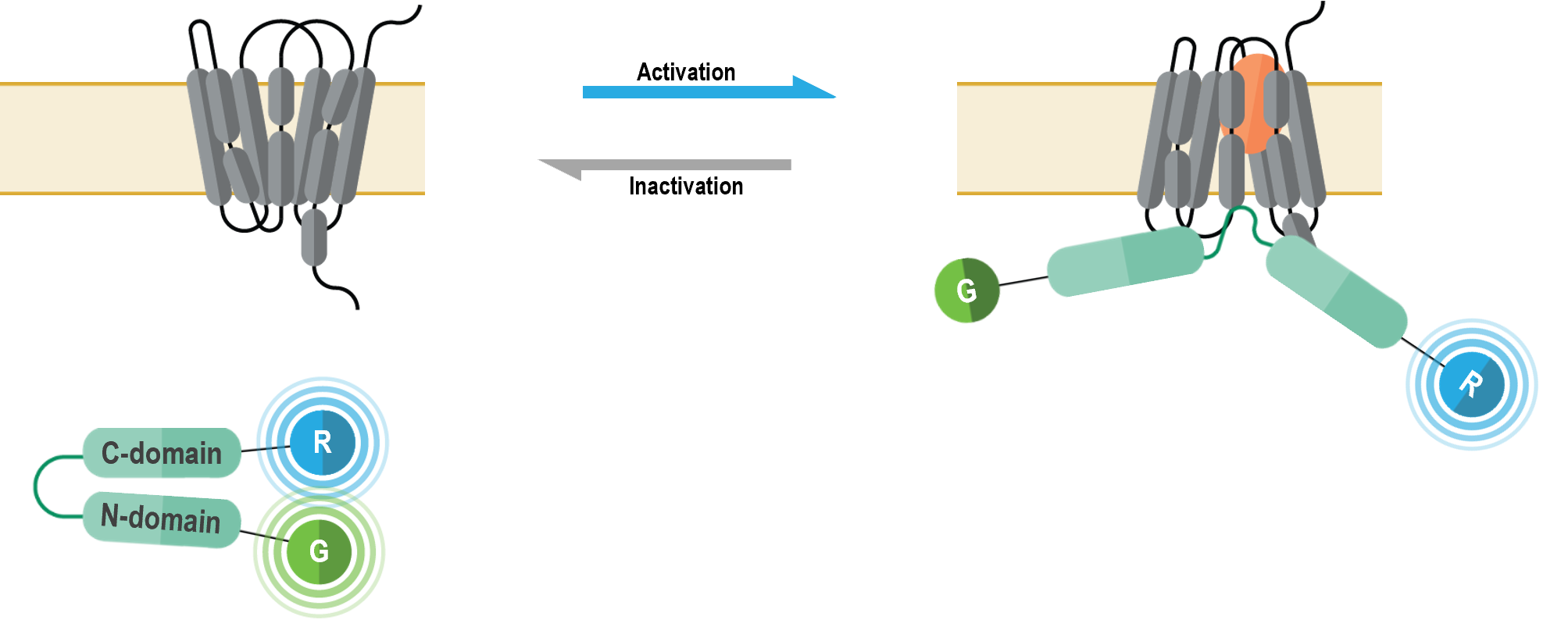 Double brilliance beta arrestin biosensor