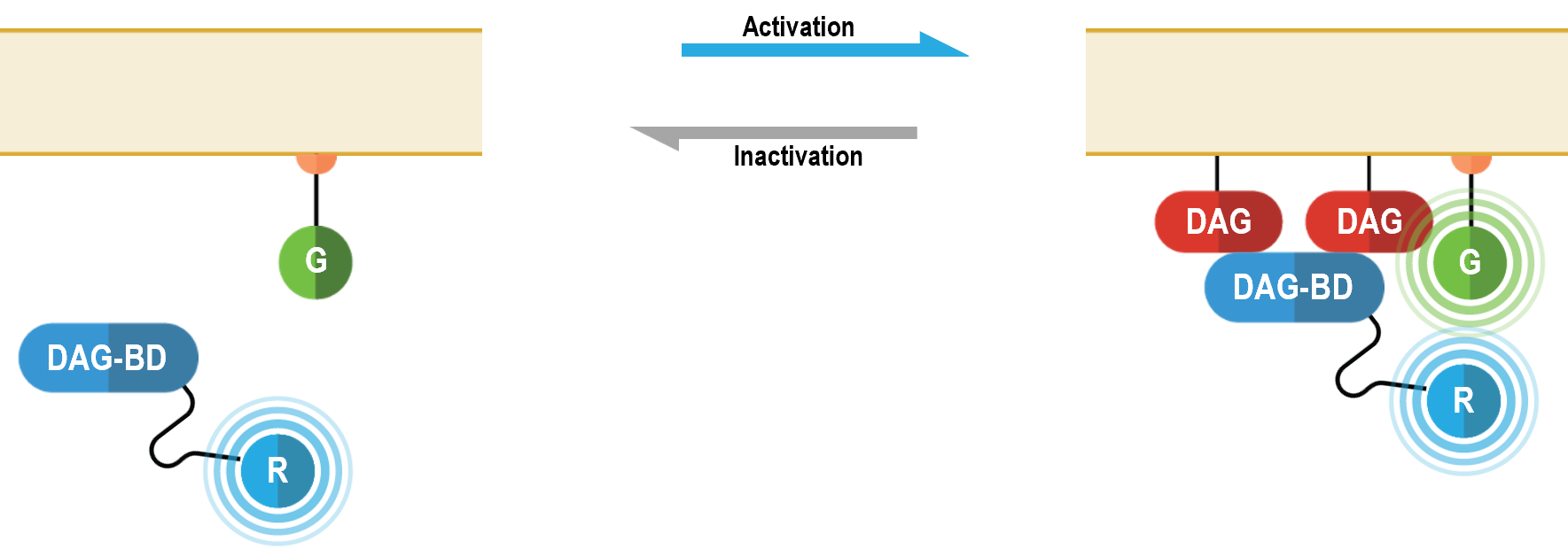 Diacylglycerol biosensor BRET