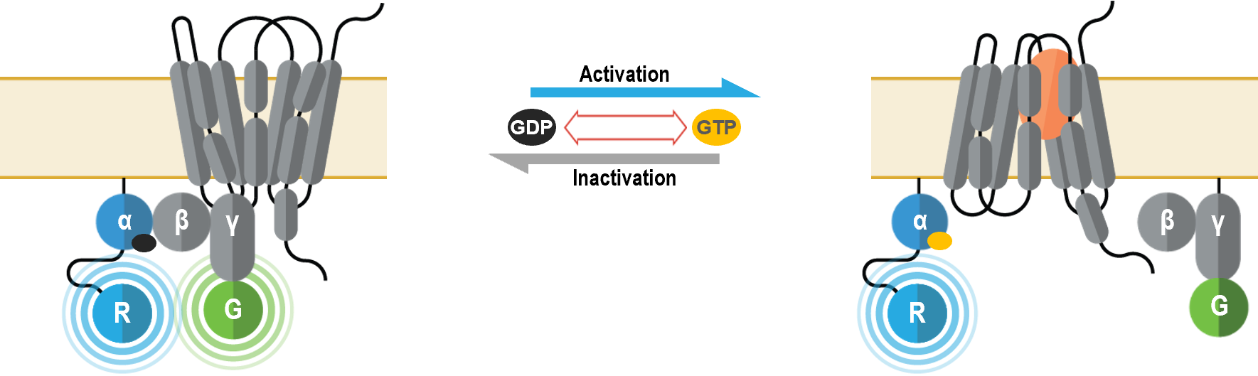 GPCR BRET principle GABY