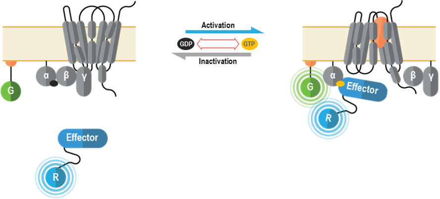 GPCR BRET principle GAPL