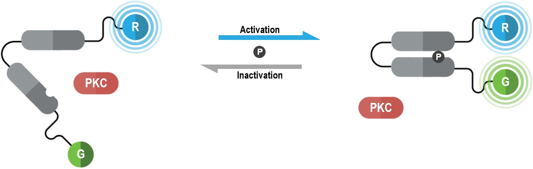 PKC biosensor BRET