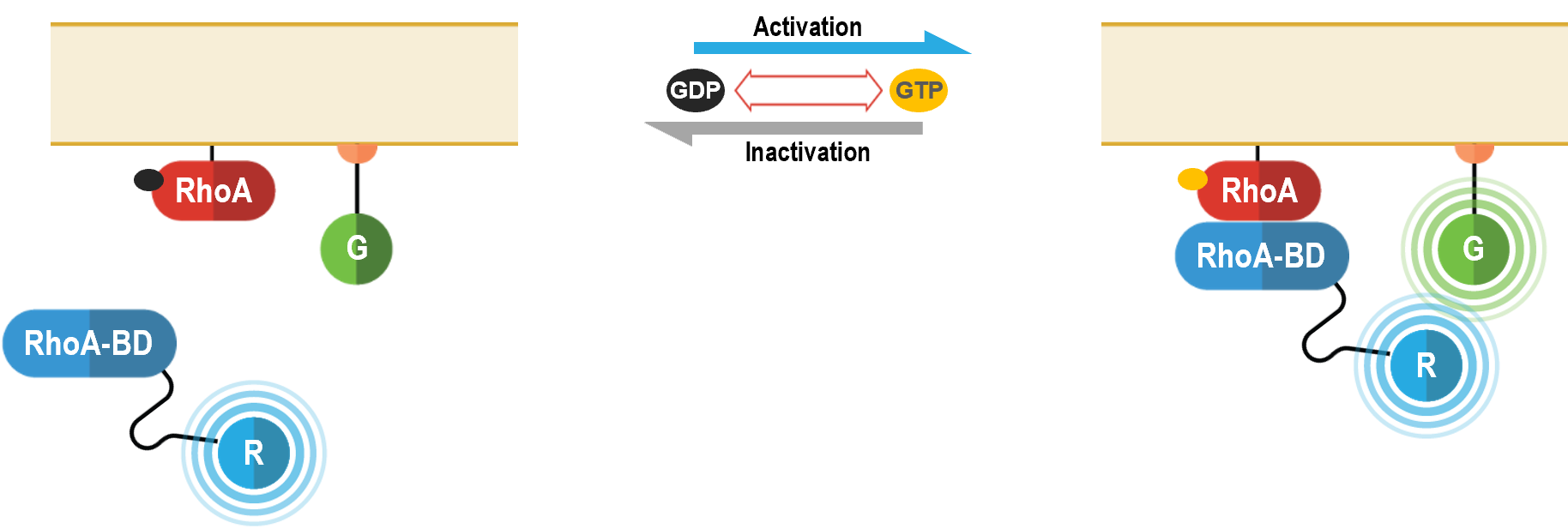 GPCR Rhoa biosensor