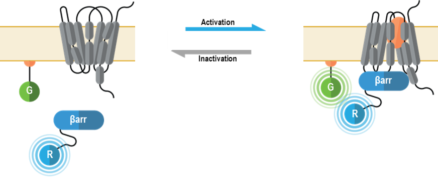 GPCR BRET principle Beta arrestin