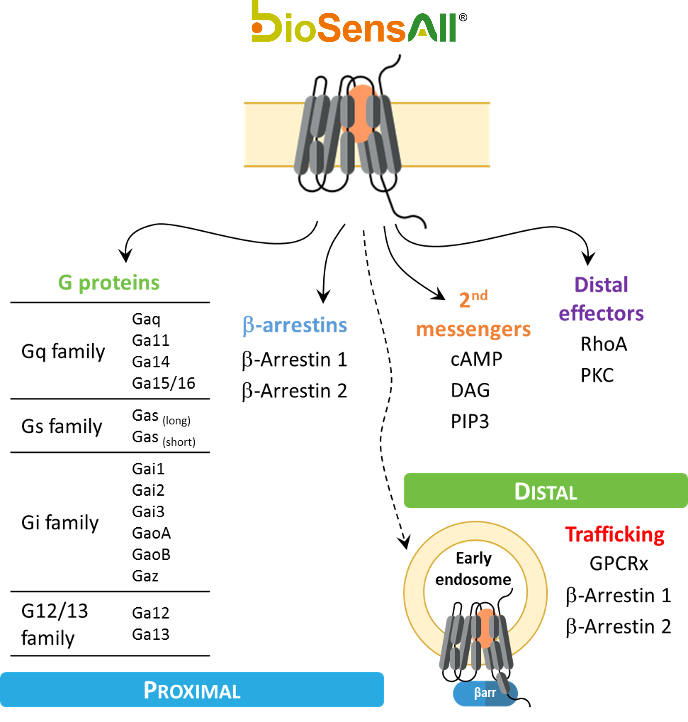 GPCR BRET biosensor panel