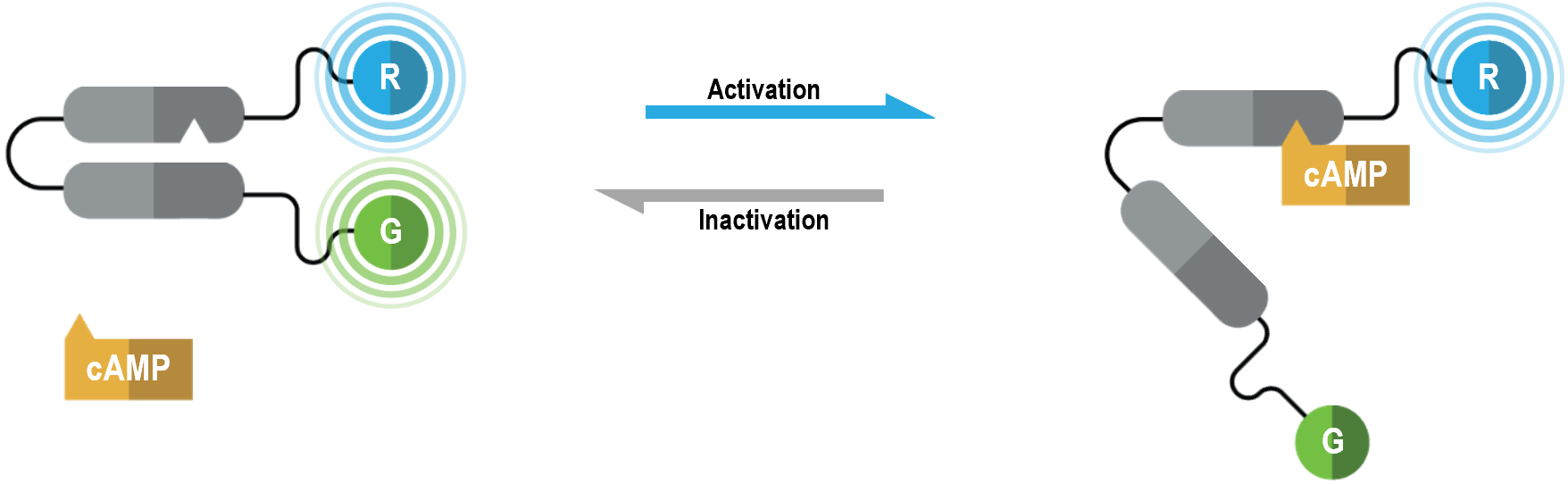 GPCR cAMP biosensor 