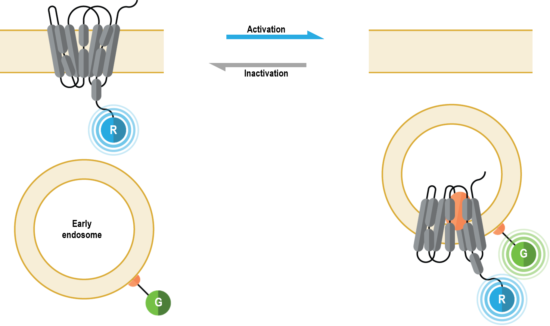 GPCR early endosome localization biosensor