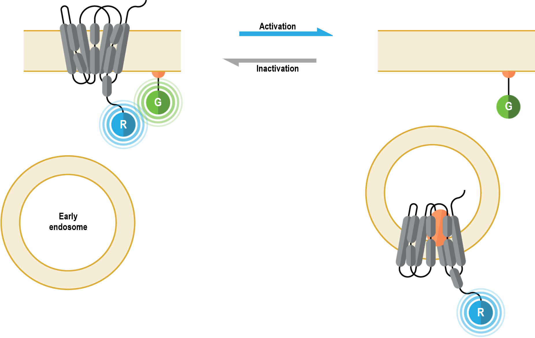 GPCR plasma membrane localization biosensor