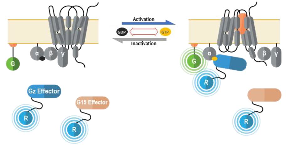 GPCR universal biosensor deorphanization