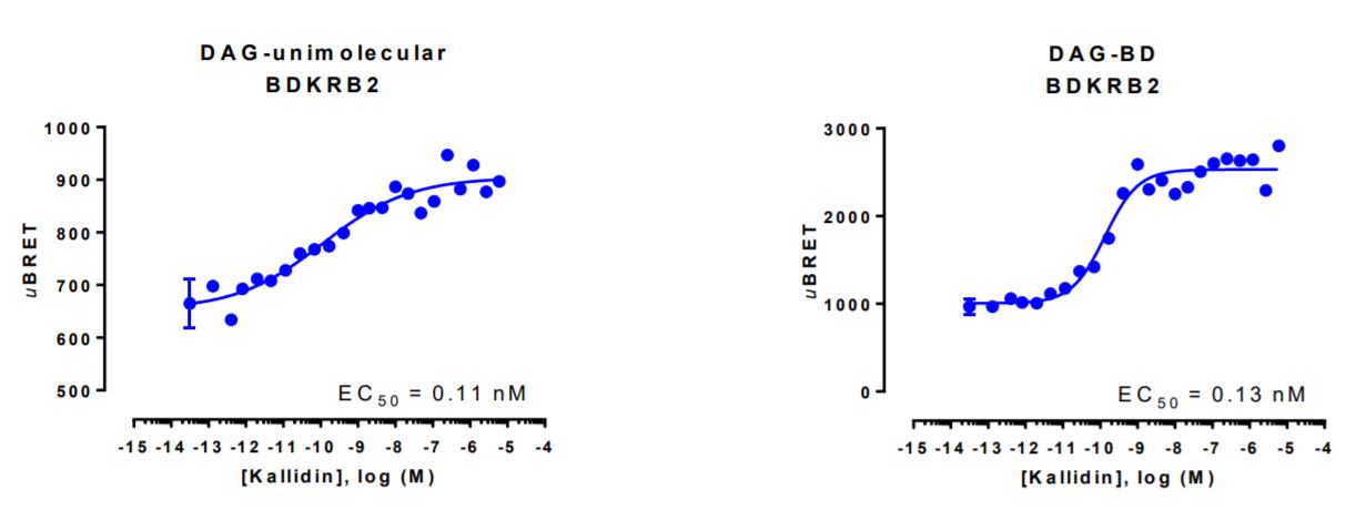 Diacylglycerol biosensor BRET data