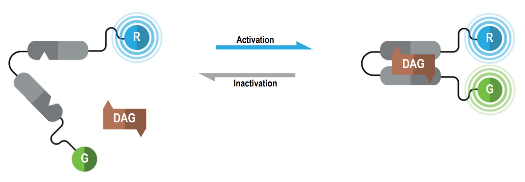 Diacylglycerol biosensor BRET