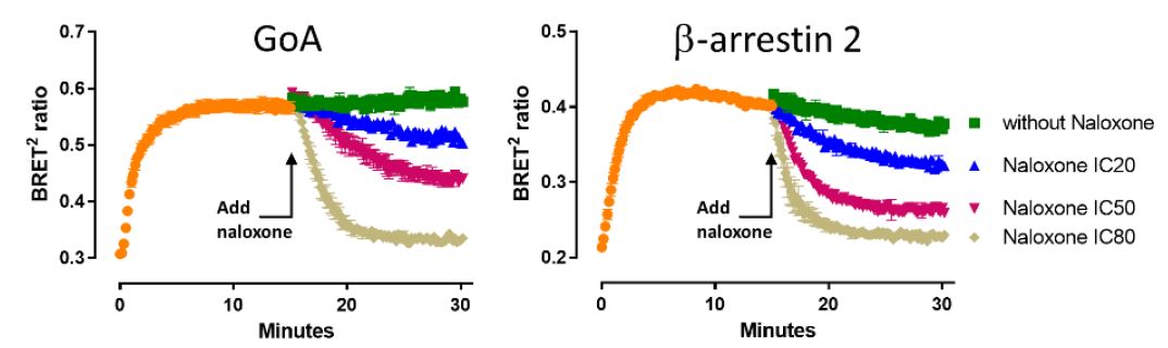 GPCR real-time kinetics 