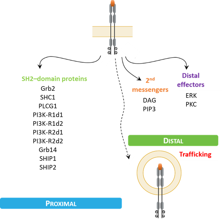 RTK SH2 BRET biosensors