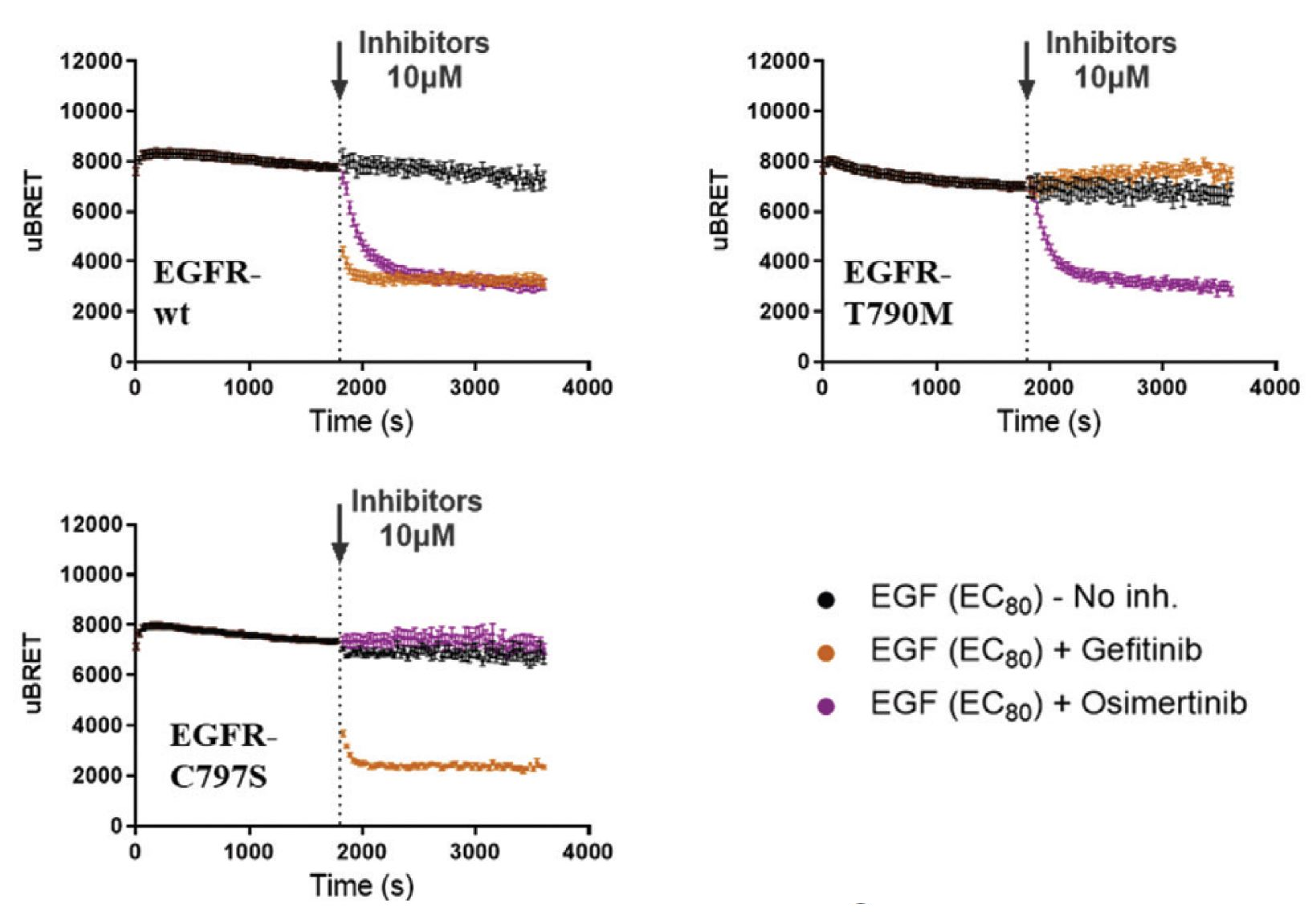 RTK EGFR mutant characterization real-time kinetics