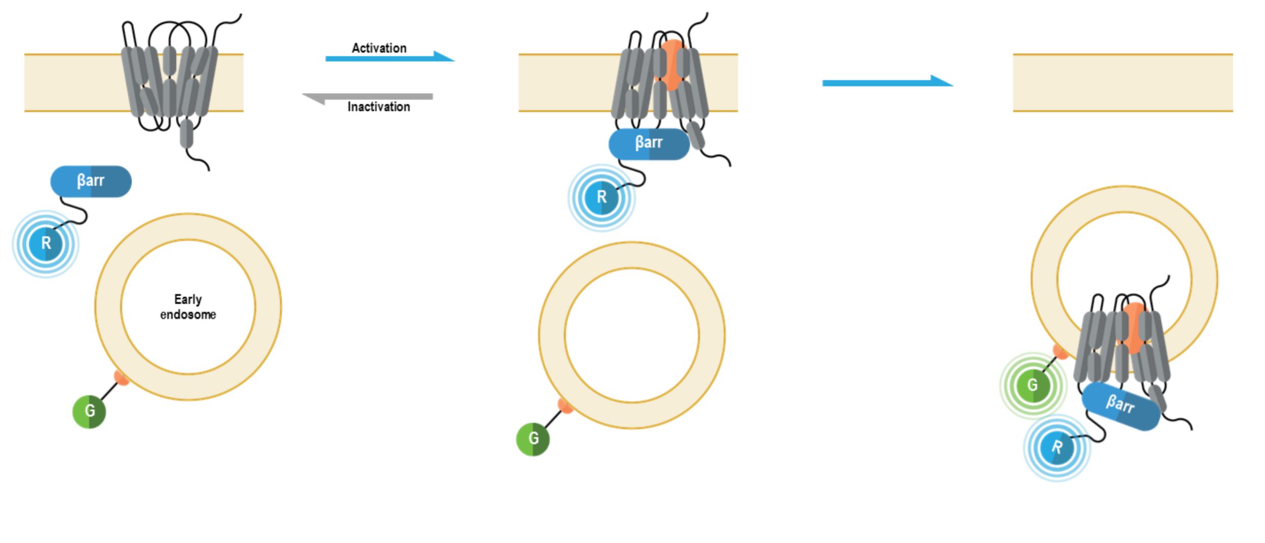 Beta arrestin biosensor, BRET 